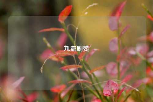 九流刷赞